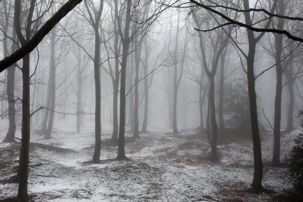 Foggy forest with snow on the ground