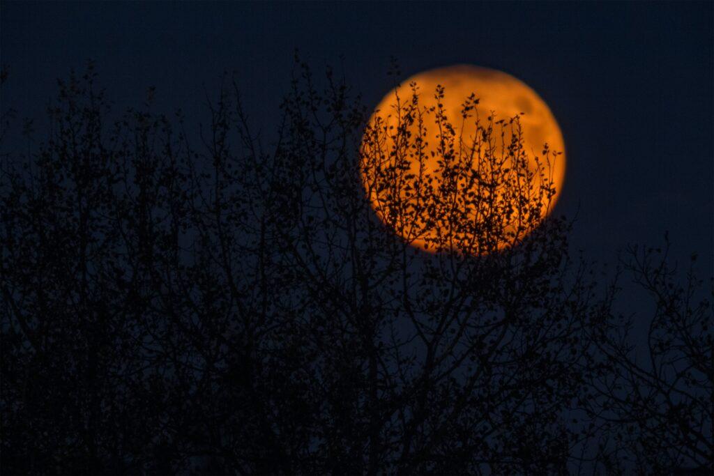Orange moon behind eerie an tree