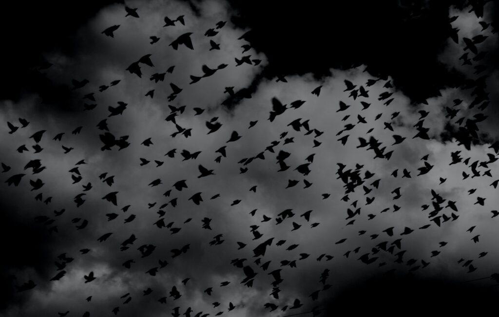 Birds flying on a cloudy dark day